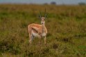073 Masai Mara, grantgazelle